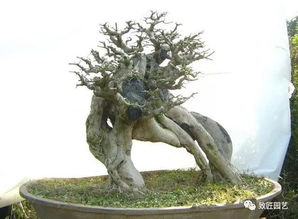花盆孔洞的奥秘：揭示其对植物生长的关键影响