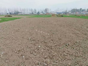 春天里的小麦情