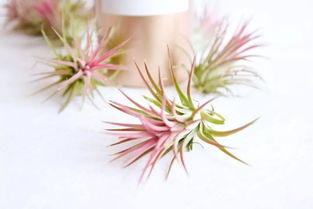 植物小天地， 心情大不同