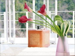 绿萝：四季常青的植物