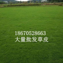 专业指导， 草坪健康成长的保障