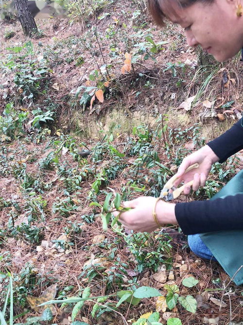 霍山石斛怎么吃？效果最佳的秘密在这里