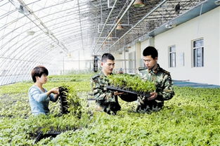 内蒙古通辽荞麦种植采用新技术，标准化种植模式吸引关注