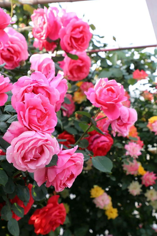 月季的养护与选购