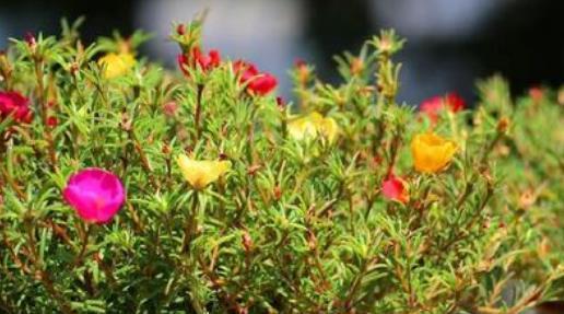 手残党如何确保种子成活？