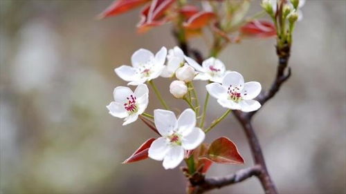 春花美如画，生肖是何方