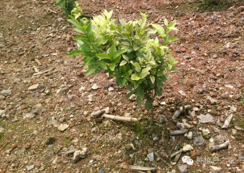 乙草胺对树苗的潜在危害