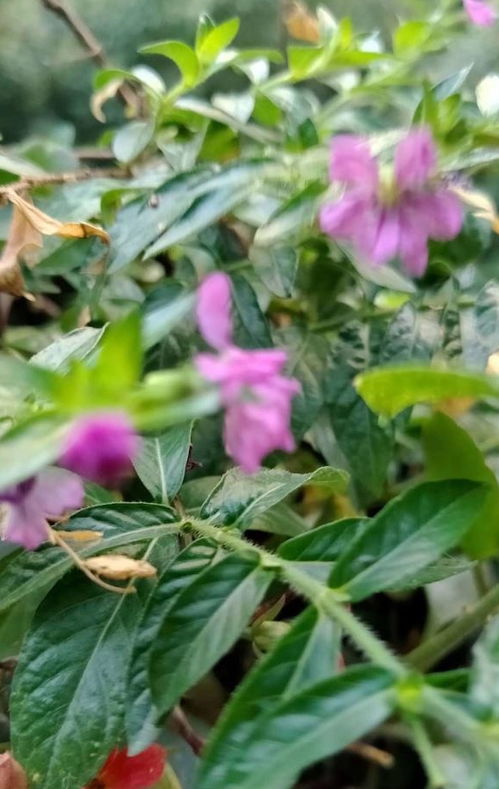 常见的种子繁殖花卉有哪些？