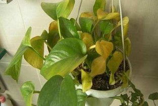 治疗绿萝叶子发黄的方法