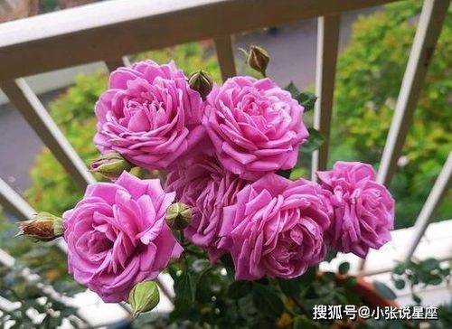 夏日炎炎， 月季绽放，揭秘耐热不怕晒的月季品种