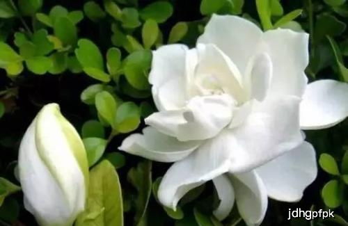 栀子花几月开？教你几招延长花期的小技巧