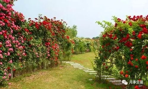 阳光：藤本月季的“开心果”