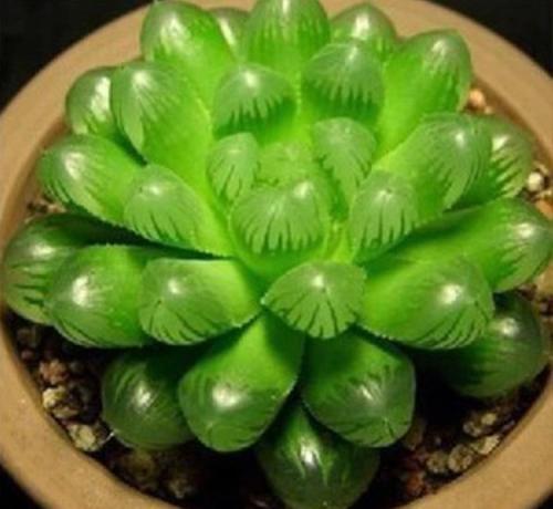 玉露叶子萎缩，如何对症下药