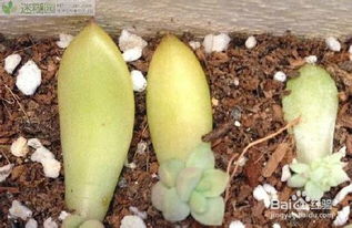 多肉叶插出苗后缀化如何进行科学合理的养护管理