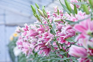 种植技巧：轻松上手不是梦