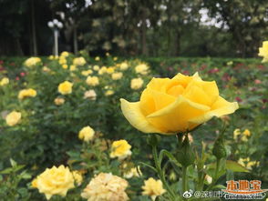 深圳人民公园月季花展免费吗？