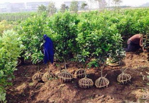 庭院荒废难题，我有妙招！