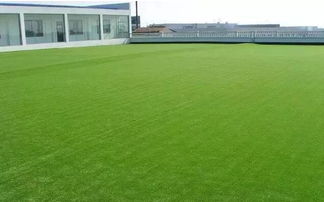 运动场和公园的草坪选择