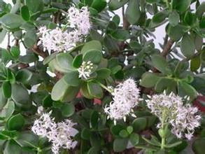 摸叶片：优质苗叶片厚0.5mm， 揉搓有青草香