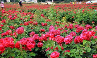 夏天的热情：玫瑰花的另一种风情