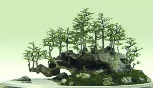 广西盆景产业发展：从穷根到富树