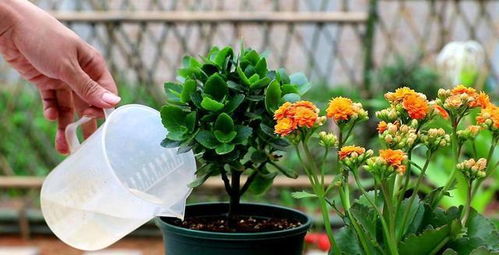 长寿花， 花中皇后