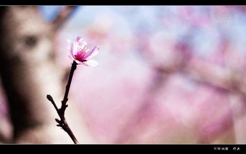 桃花开不开， 堪堪邻居