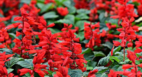 一串红：红毯专业户