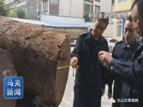靖安派出所近期查获三起偷运木材车辆