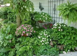 花镜以及花海的耐寒好养且花期特bie漂亮的花卉植物