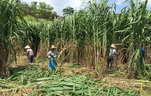 种植什么草品种蕞赚钱？
