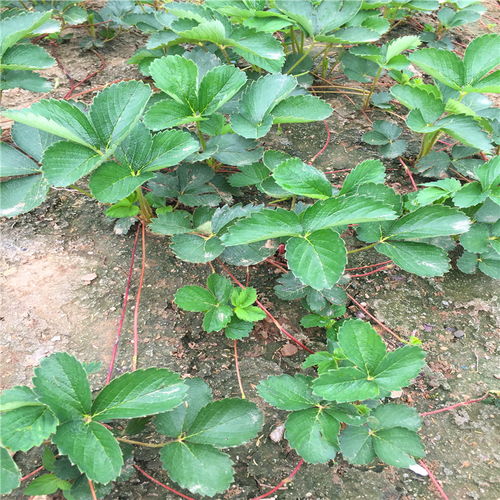 多菌灵的抗药性问题