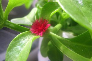 如何科学养护吊兰使其开花，打造家居绿色景观