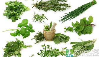 草药治疗白粉病的风险