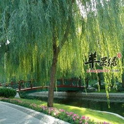 柳树辟邪？难道它不是用来招鬼的吗