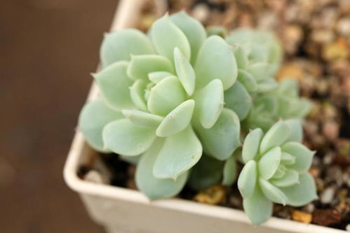 多肉植物养殖方法有哪些？新手如何养多肉植物