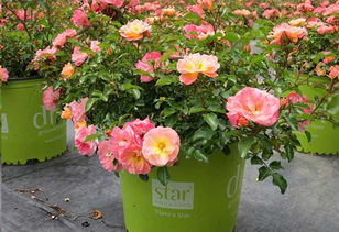 月季界的明星：绝代佳人月季