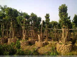 国内规模蕞大的十大苗木基地