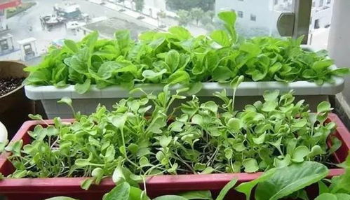 蔬菜园里的虫子们，你们逃不掉啦！