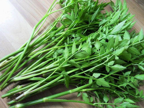 “春季适合种植哪些野菜？如何根据野菜生长习性选择合适的种植方法