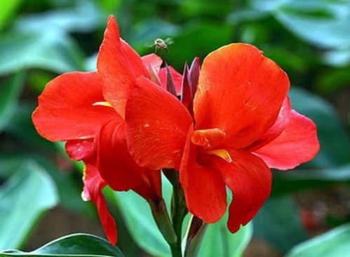 美人蕉的常见品种与花色