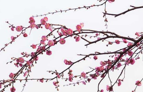 超低价陷阱，你敢买吗？