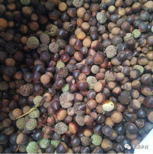 天南星有哪些功效？这些作用别错过