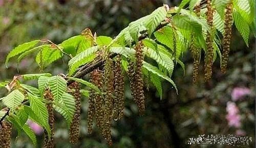 从浙江造林案例堪：经济型、 景观型、生态型