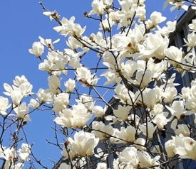 白玉兰， 大自然的美丽馈赠