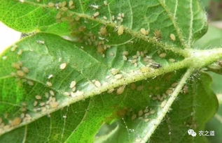 艾绿士，能不能消灭蚜虫、蓟马、青虫、斑潜蝇这些小东西？