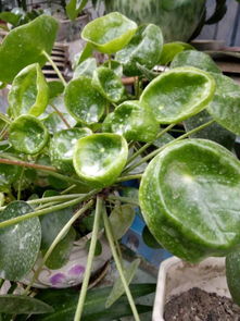 松花菜的价值，不止是菜