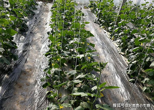 柿子树修剪定植方法图解，如何进行科学修剪提高产量