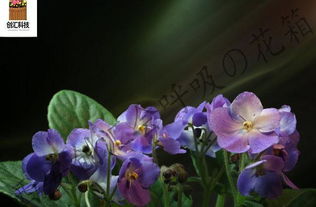 养护紫罗兰：要点在这里