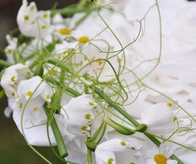 从自然草木中汲取灵感， 创作独特插花作品